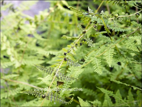Bulblet Fern (Cystopteris bulbifera) 
The little black structures are the ferns bulblets.